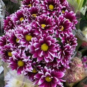 Meet your Posher, Shelly